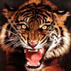Tiger's picture
